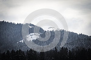 Three flying swans in the winter landscape.