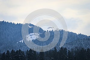 Three flying swans in the winter landscape.