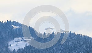 Three flying swans in the winter landscape.