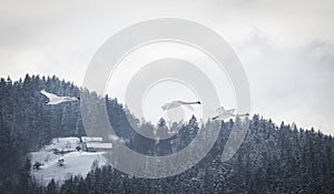 Three flying swans in the winter landscape.