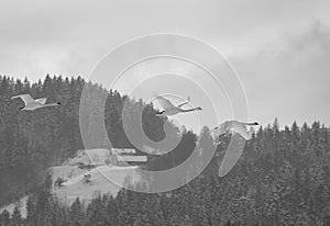 Three flying swans in the winter landscape. Dramatic background