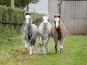 Three Foals