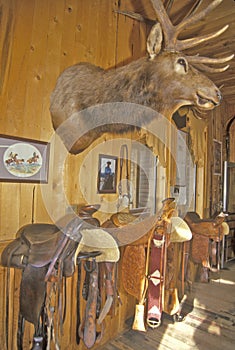 Three Forks Custom Saddlery, MT