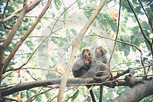 Three Formosan macaques live in Shoushan National Nature Park of Kaohsiung city, Taiwan, also called Macaca cyclopis.