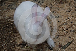 three or four white or spotted rabbits are sitting in a wooden cage eating