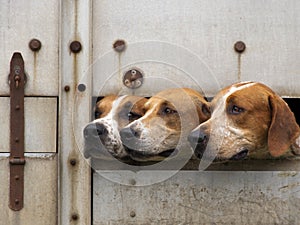 Three foxhounds