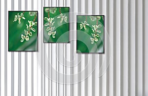 Three frame pictures of Elephant Bush succulent plant on white wooden wall background