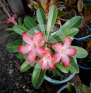 three frangipani flowers blooming in the garden in front of the house