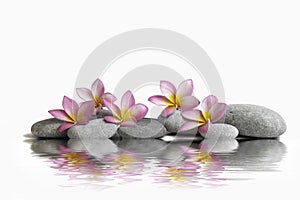 three frangipani flowers on pebbles in water with reflection