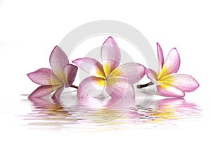 three frangipani flowers in the water, reflection on a white background