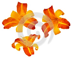 Three Frans Hals bicolored daylillies isolated on