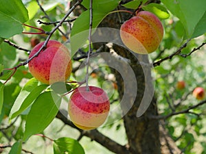 Three freckled apricot fruits