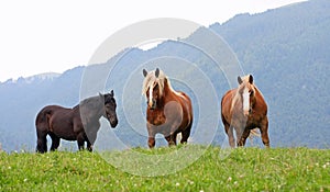 Three free horses stallions at the top of the mountain in summe