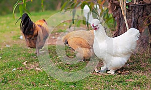 Three free range chickens