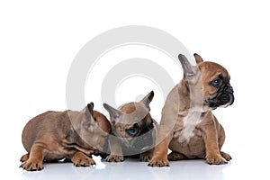 Three french bulldog dogs being humble and looking aside