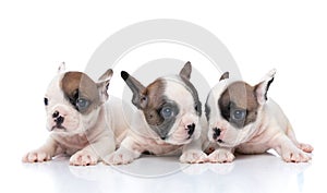 Three french bulldog dogs looking in three different directions