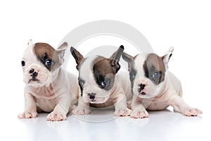 Three french bulldog dogs lying down next to each other