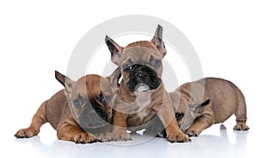 Three french bulldog dogs posing in three different ways