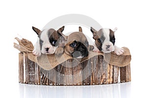 Three french bulldog dogs standing in a wooden shelter