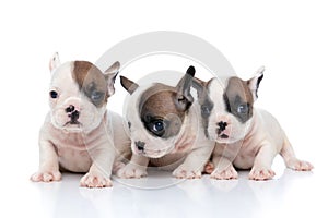 Three french bulldog dogs striking a pose together