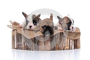 Three french bulldog dogs taking shelter in a wooden bed