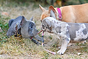 Three French Bulldog puppies with rare colors `blue`, `merle` and `red fawn` playing together