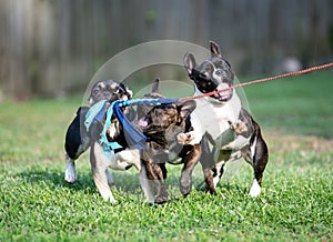 Three French Bulldogs playing with a flirt pole