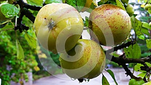 Three fresh apples ready for eating.