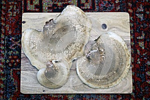 Three fresh birch polypore mushrooms top view