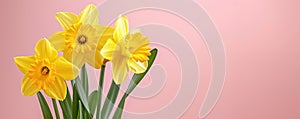 Three fresh blooming flowers yellow daffodils isolated on pink background with place for text, bright spring banner