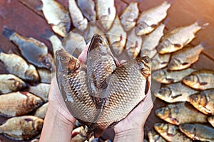 Three are fresh caught river fishes in hands. . Caught carp fish on wood. Catching freshwater fish on wood background. A