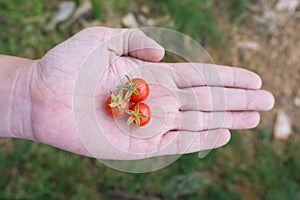 Three of fresh cherry tomatoes on hand