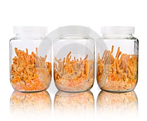 Three fresh Cordyceps in glass bottles