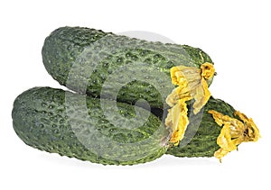 Three fresh cucumbers isolated on white background