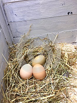 Three fresh eggs - white, brown and green