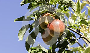 Three fresh elstart apples