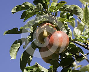 Three fresh elstart apples