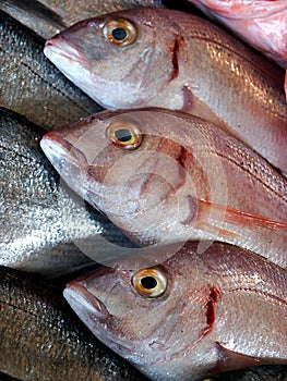 Three fresh fish