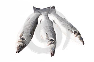 Three fresh fish on a light background. With space for text