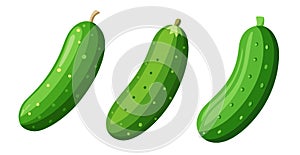 Three Fresh Green Cucumbers vector on white background