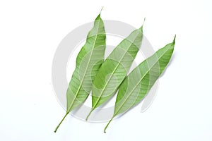 Three Fresh green mango leaves,leaf isolate on white background. Concept of the botany and natural characteristics of mango lea
