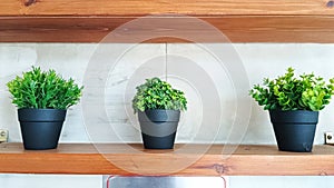 Three Fresh green plants in pots placed on wooden shelves for home decoration