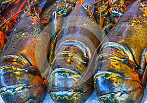 Three Fresh Lobsters