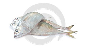 Three fresh mackerel fishs in stack iisolated on white backgroun