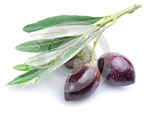 Three fresh olives with leaves .