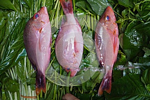 Three fresh raw red fish on green natural groceries are prepared before processed to sashimi