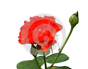 Red roses over white background. photo