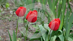 Three fresh red tulips sway in the wind against the green grass of the lawn.