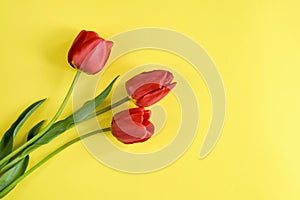 Three fresh red tulips on yellow background, bouquet of spring flowers. Top view. Close-up. Copy space.