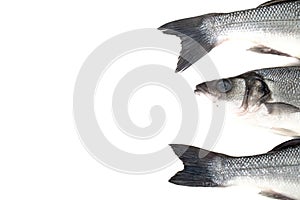 Three fresh sea bass on a light background. Head and two tails.